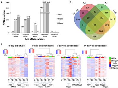 Missing Nurse Bees—Early Transcriptomic Switch From Nurse Bee to Forager Induced by Sublethal Imidacloprid